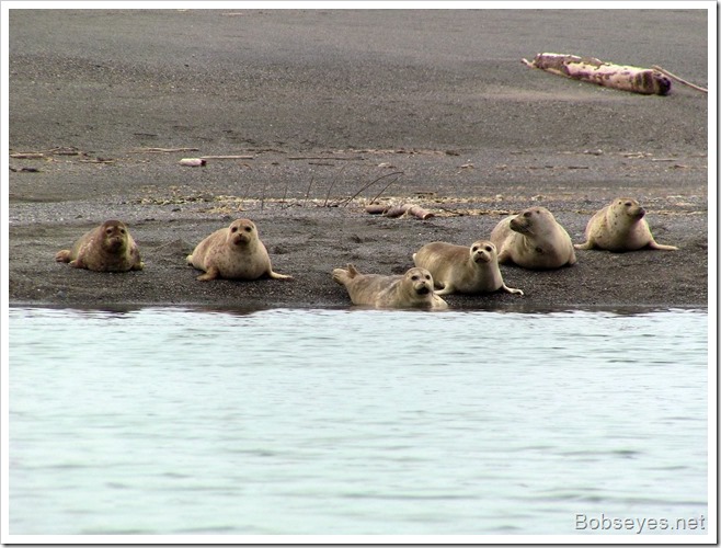 seals