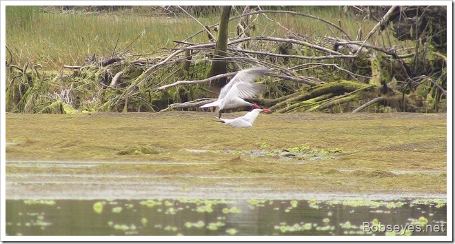 tern