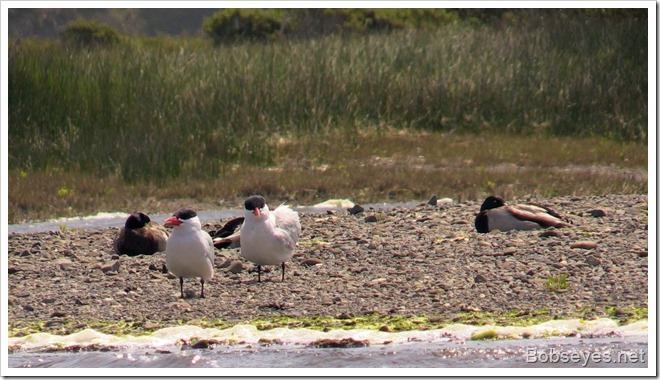 terns