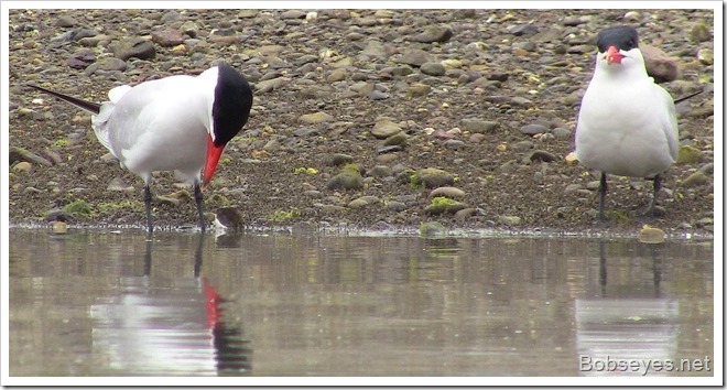 terns