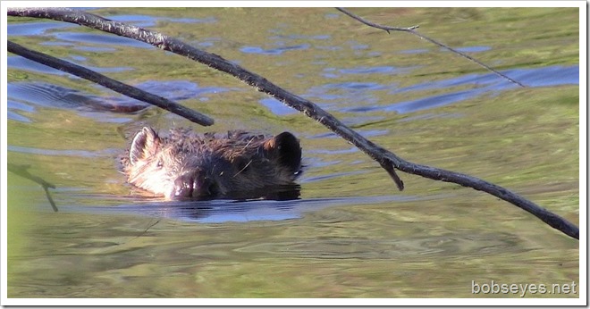 beaver2