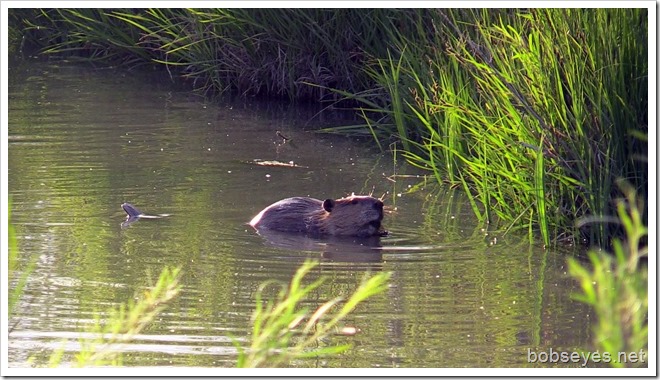 beaver