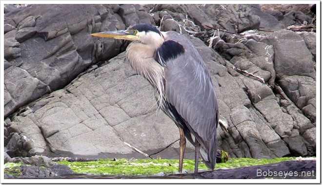 blueheron