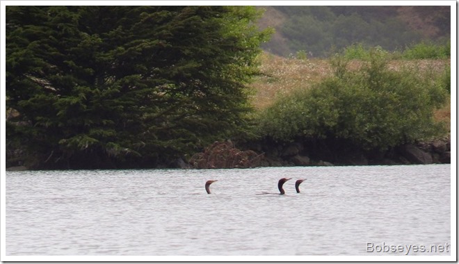 cormorants