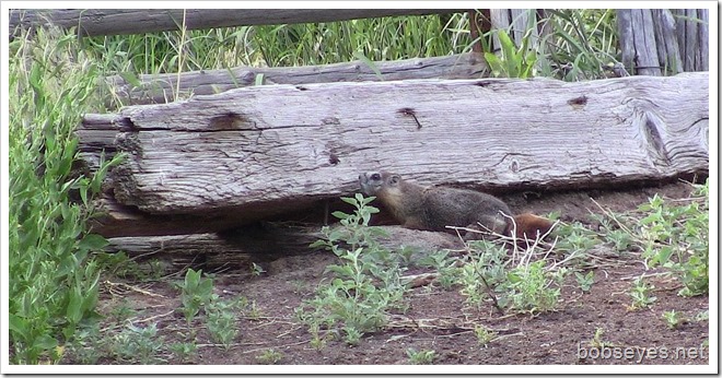 marmot