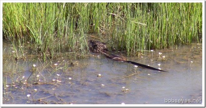 muskrat