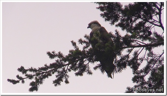 osprey2