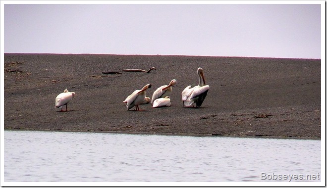 pelicans