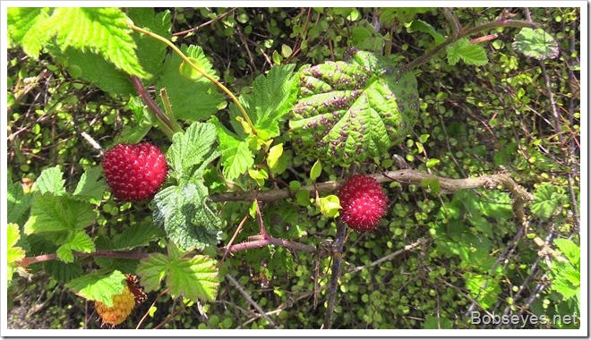 salmonberry