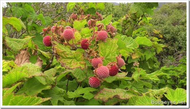 thimbleberry