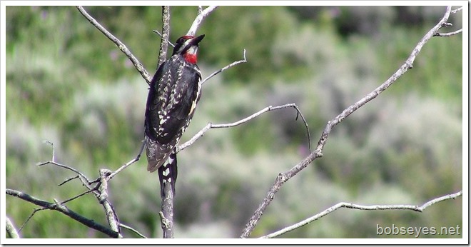 woodpecker