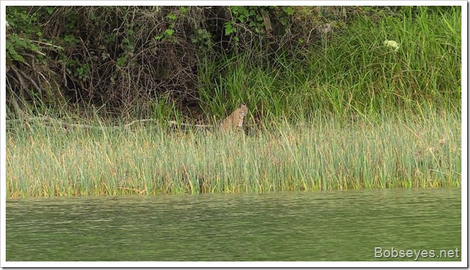 bobcat2