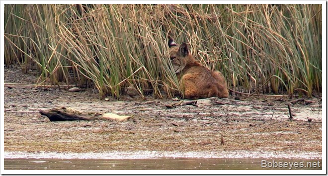 bobcat4