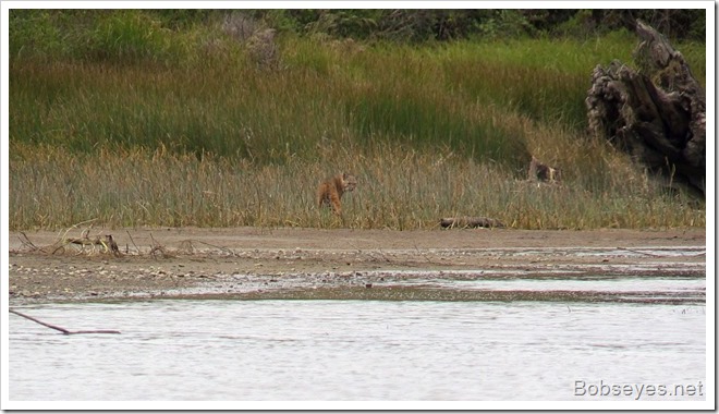 bobcat