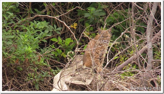 bobcat