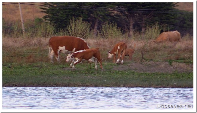 calves