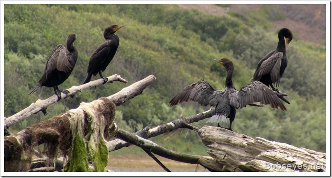 cormorants