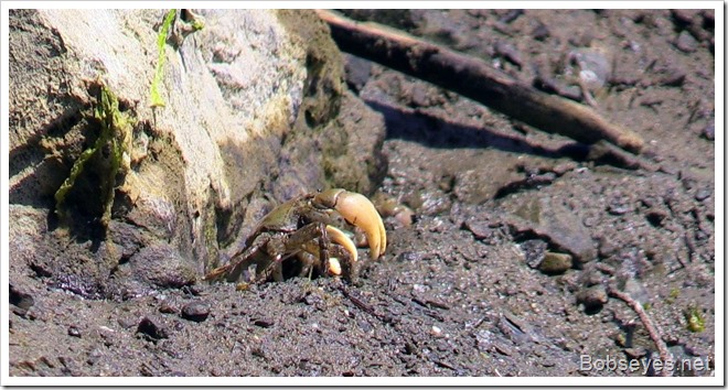 crab