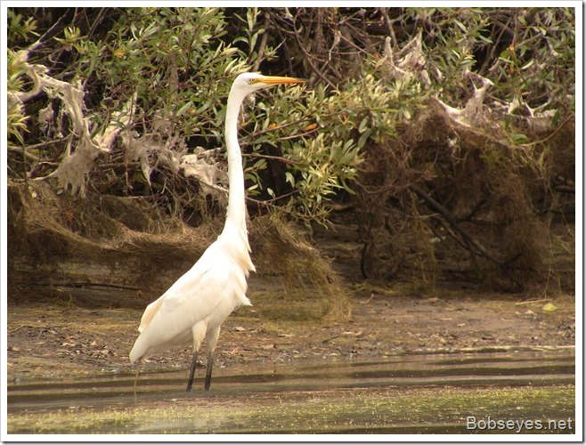 egret