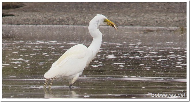 egret