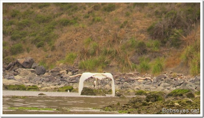 egret