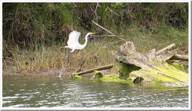 egret