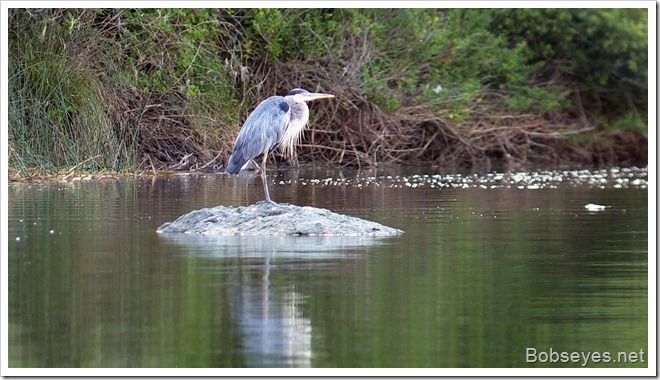 heron