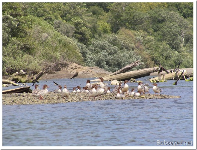 mergansers