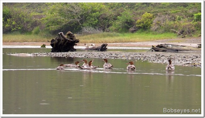 mergansers