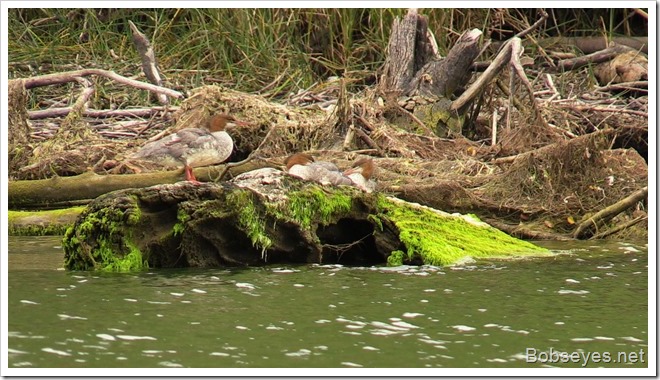 mergansers