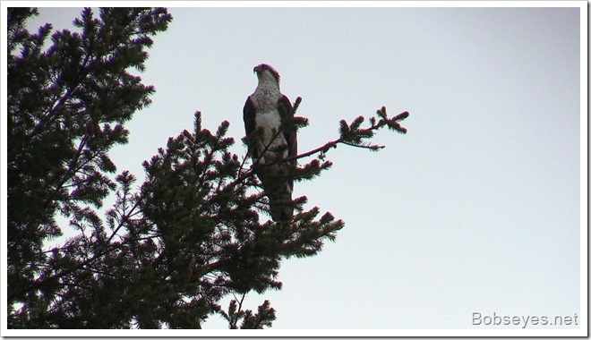 osprey