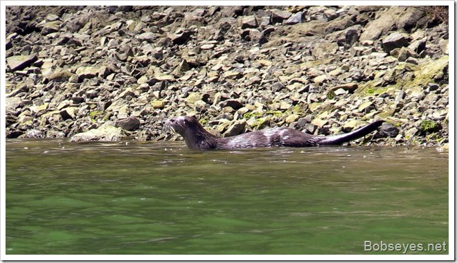 otter3