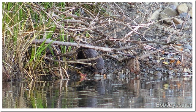 otter