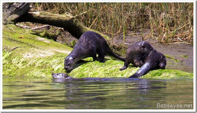 otters2