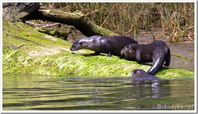 otters