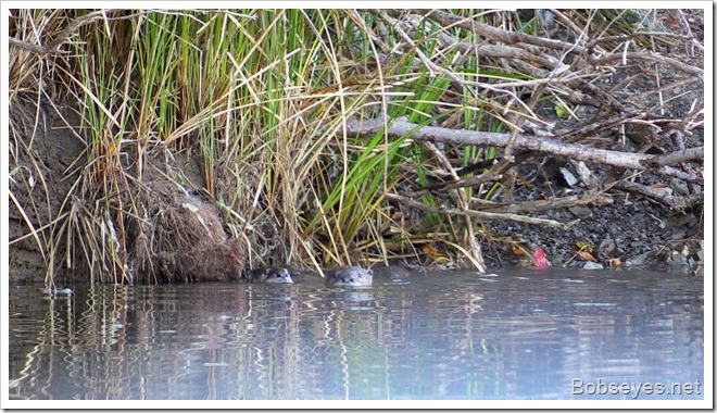 otters