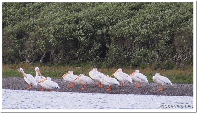 pelican