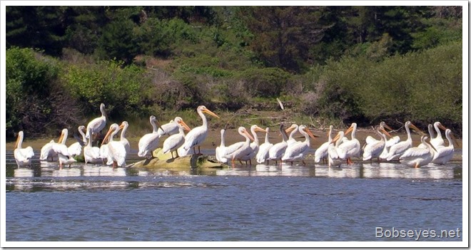 pelican