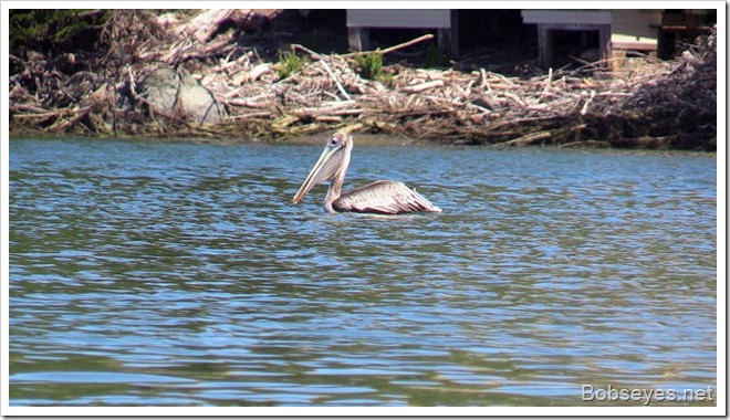 pelican