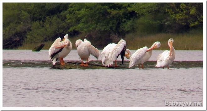 pelican