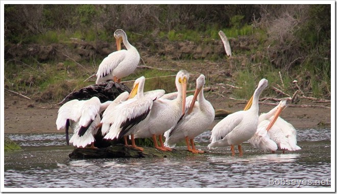 pelicans2