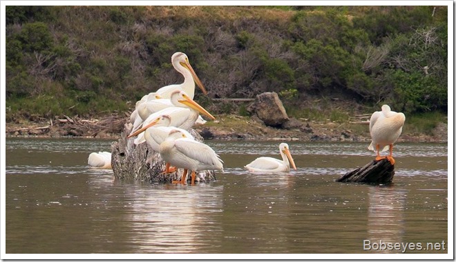 pelicans