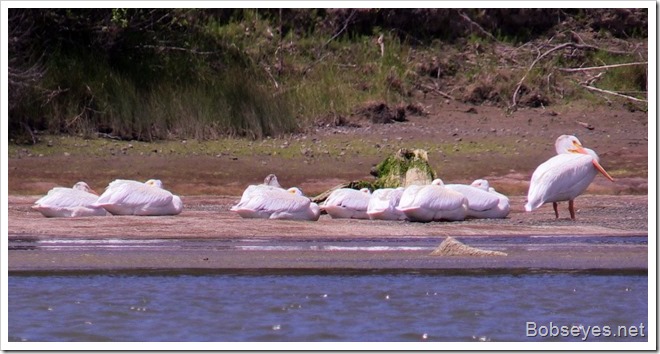 pelicans