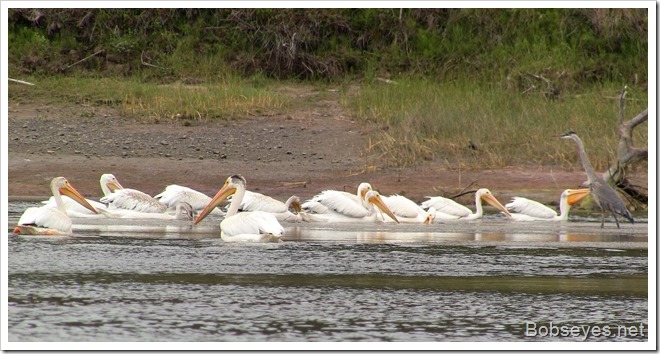 pelicans