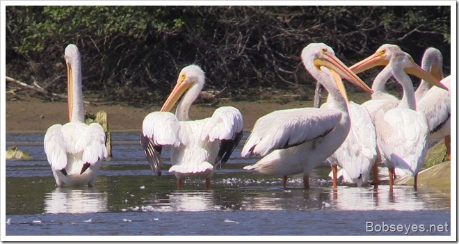 pelicans