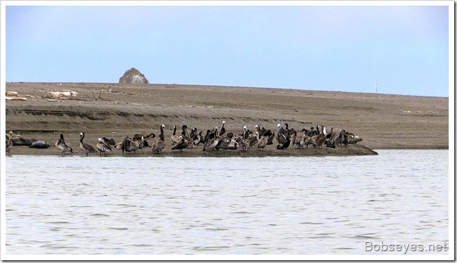 pelicans