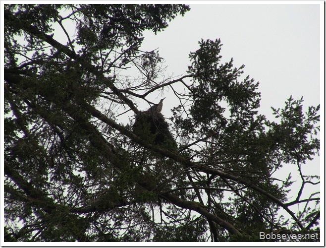 rookery