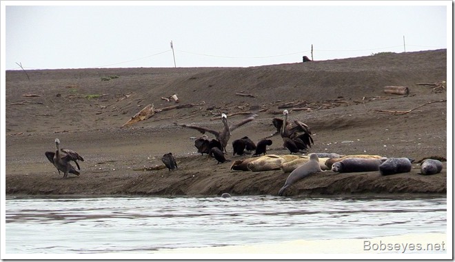 seals