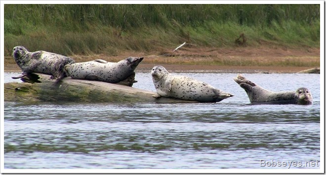 seals