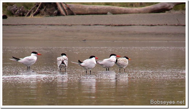 terns